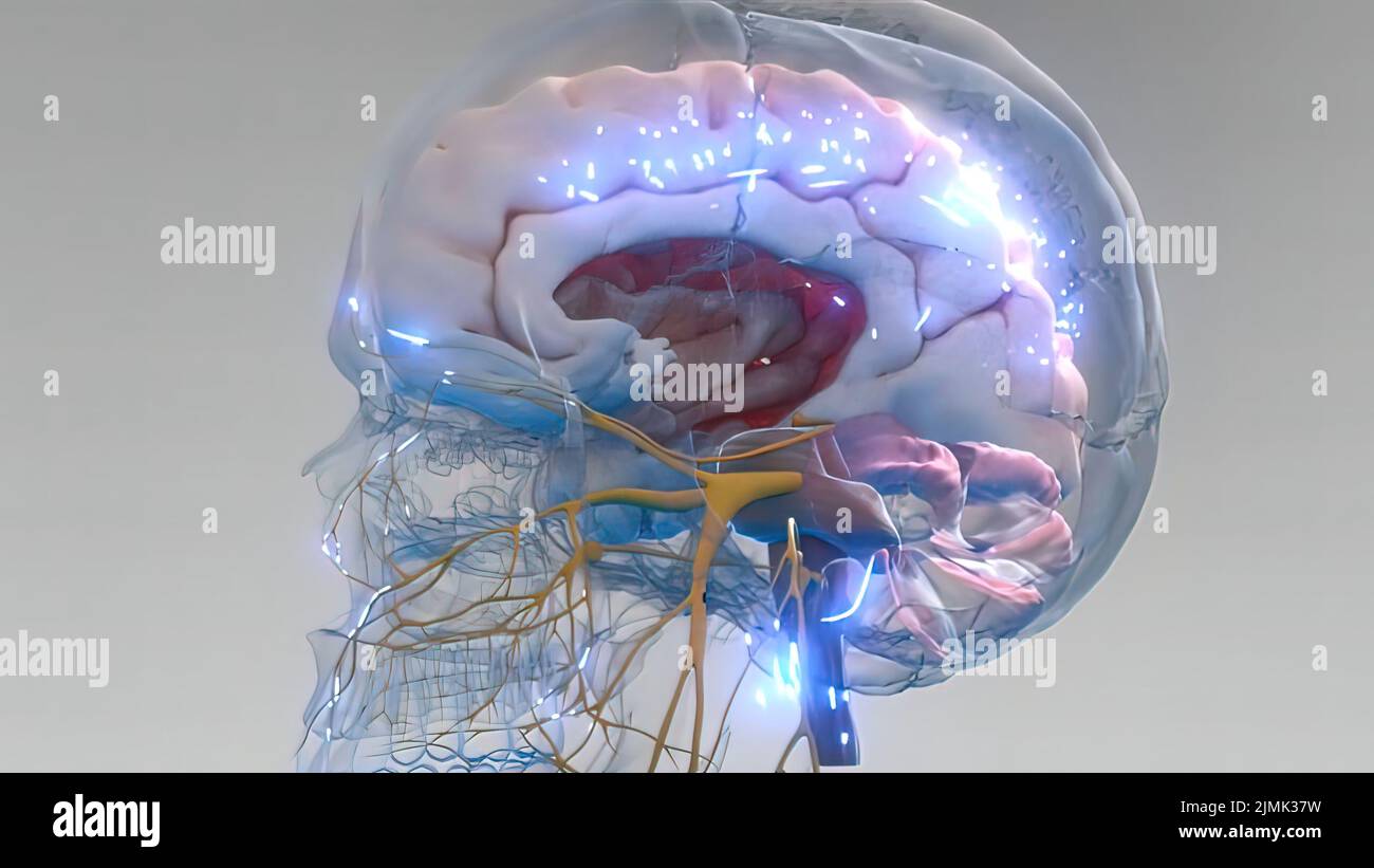 Animal human brain hi-res stock photography and images - Alamy