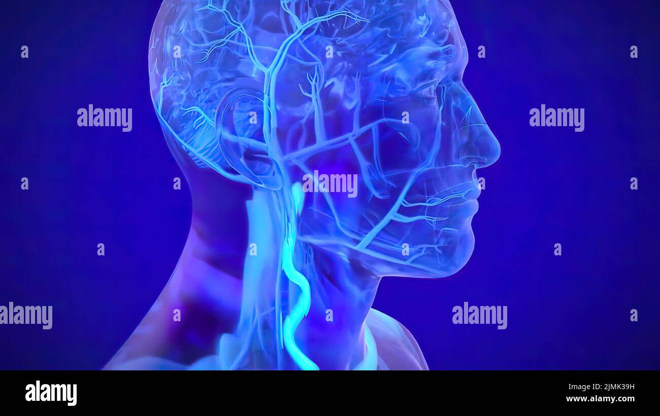 Medical illustration nervous system hi-res stock photography and images ...