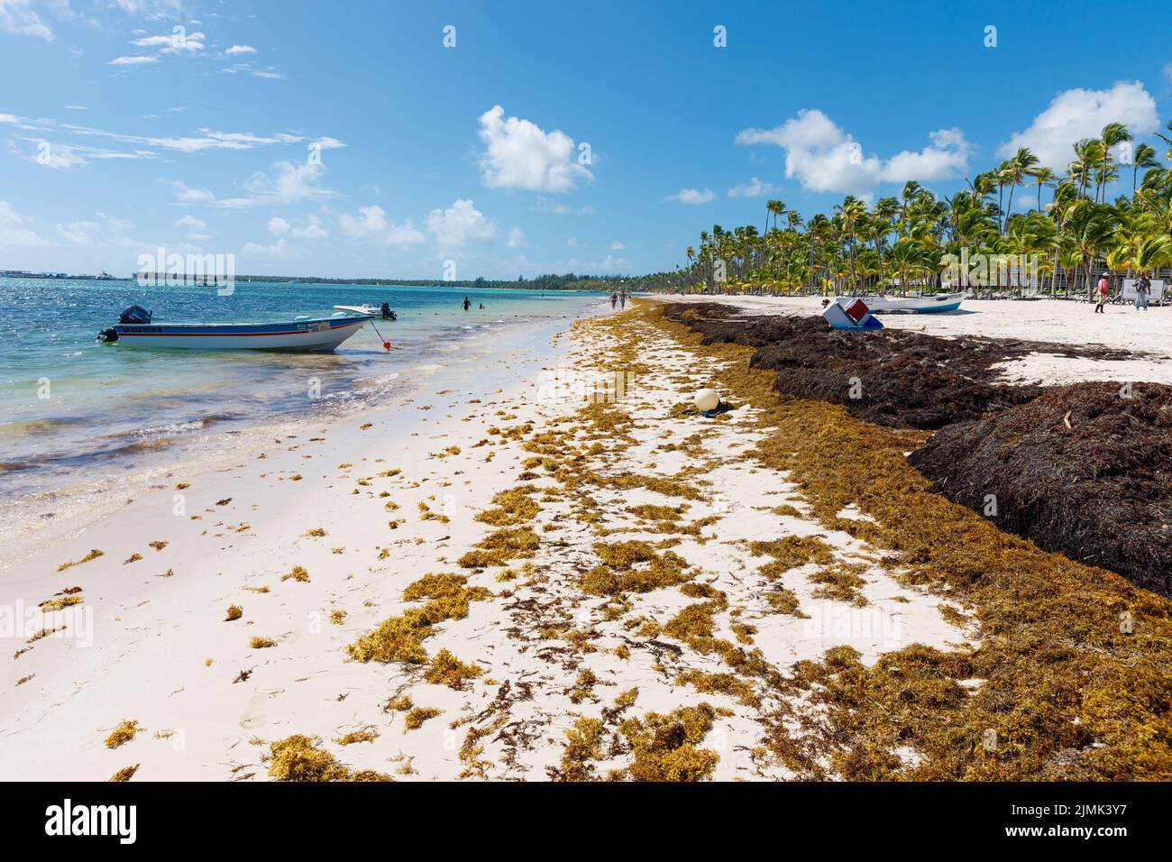 07.24.2022. Dominican Republic Bavaro Punta cana provinces La Altagracia. Seaweed on the beach. Algae sargassum. Caribbean ecological problem. Stock Photo