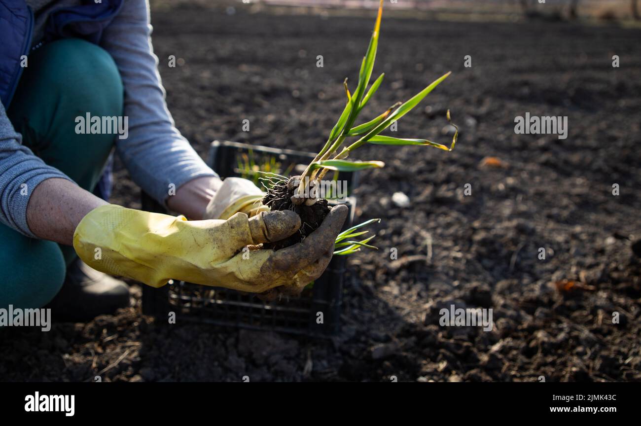 Farmer planting garlic seedlings in garden Stock Photo Alamy