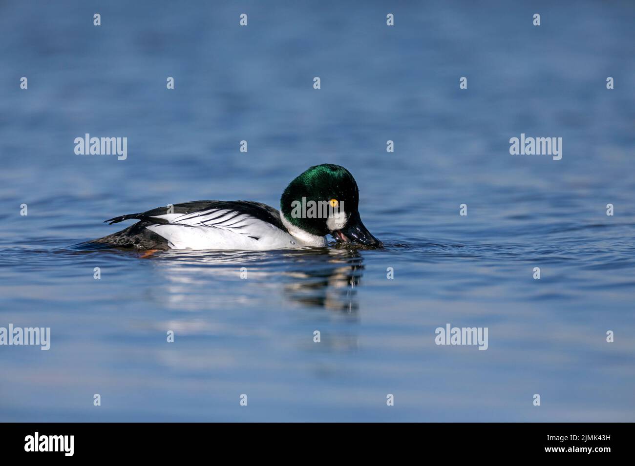 A Common Goldeneye with preyed shore crab / Bucephala clangula Stock