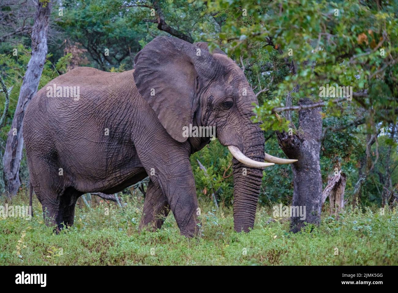Big Elephant in Kruger South Africa, huge African Elephant wiht horns