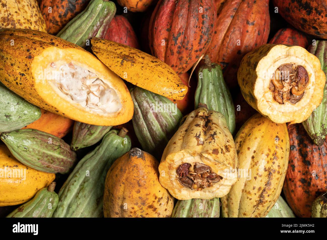 Sweet fresh cocoa pods. Colorful cacao pods background Stock Photo