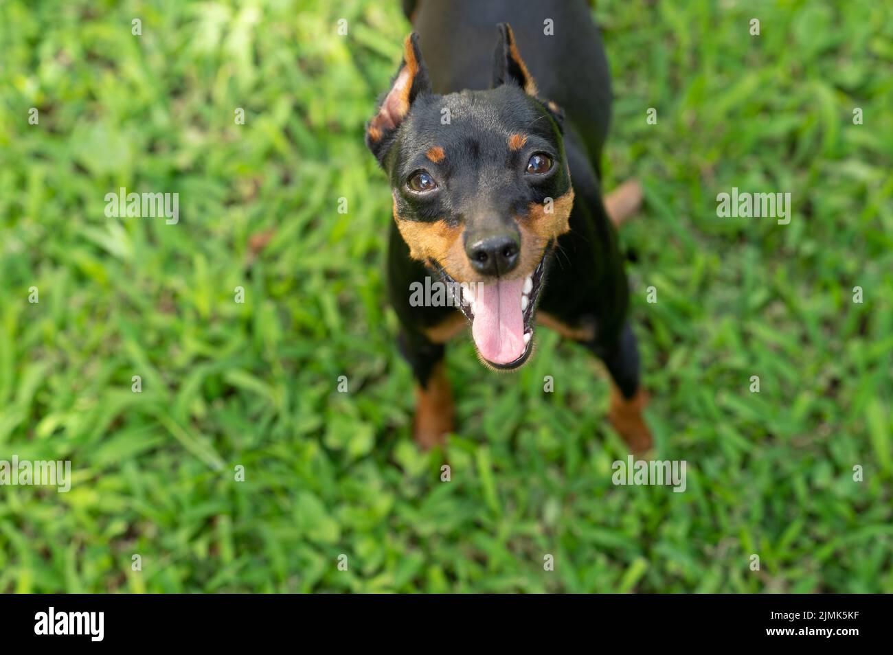 Smiley pincher dog portrait on green grass background Stock Photo
