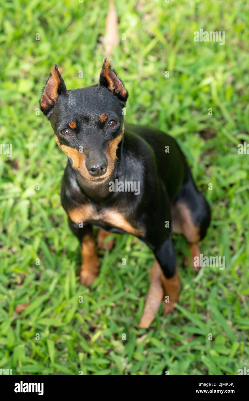 Portrait of serious pincher dog on green grass background Stock Photo