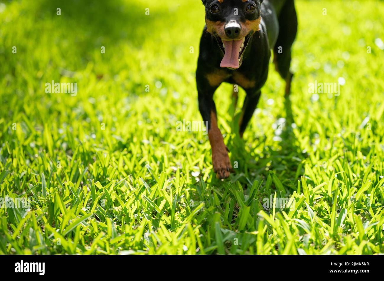 Cute portrait of pincher dog on green blurred background Stock Photo