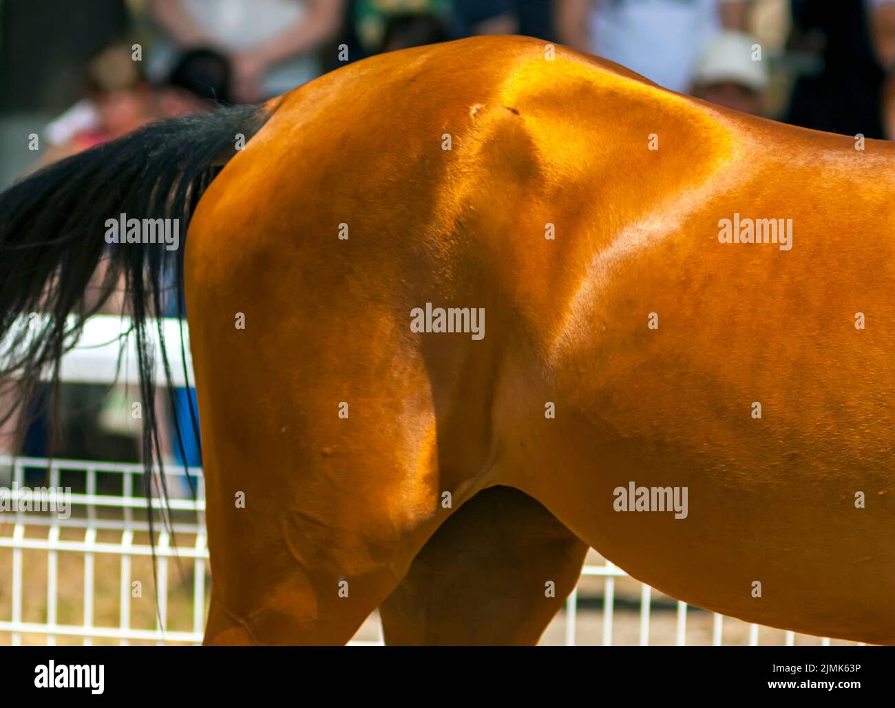 The croup of the Akhal-Tekin horse in close-up Stock Photo