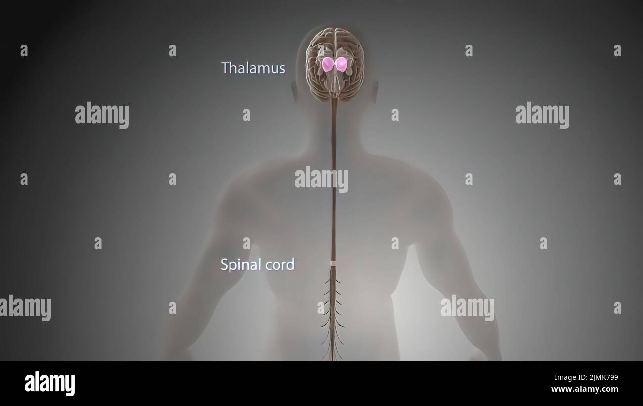 Spinal cord brain anatomy 3d hi-res stock photography and images - Alamy