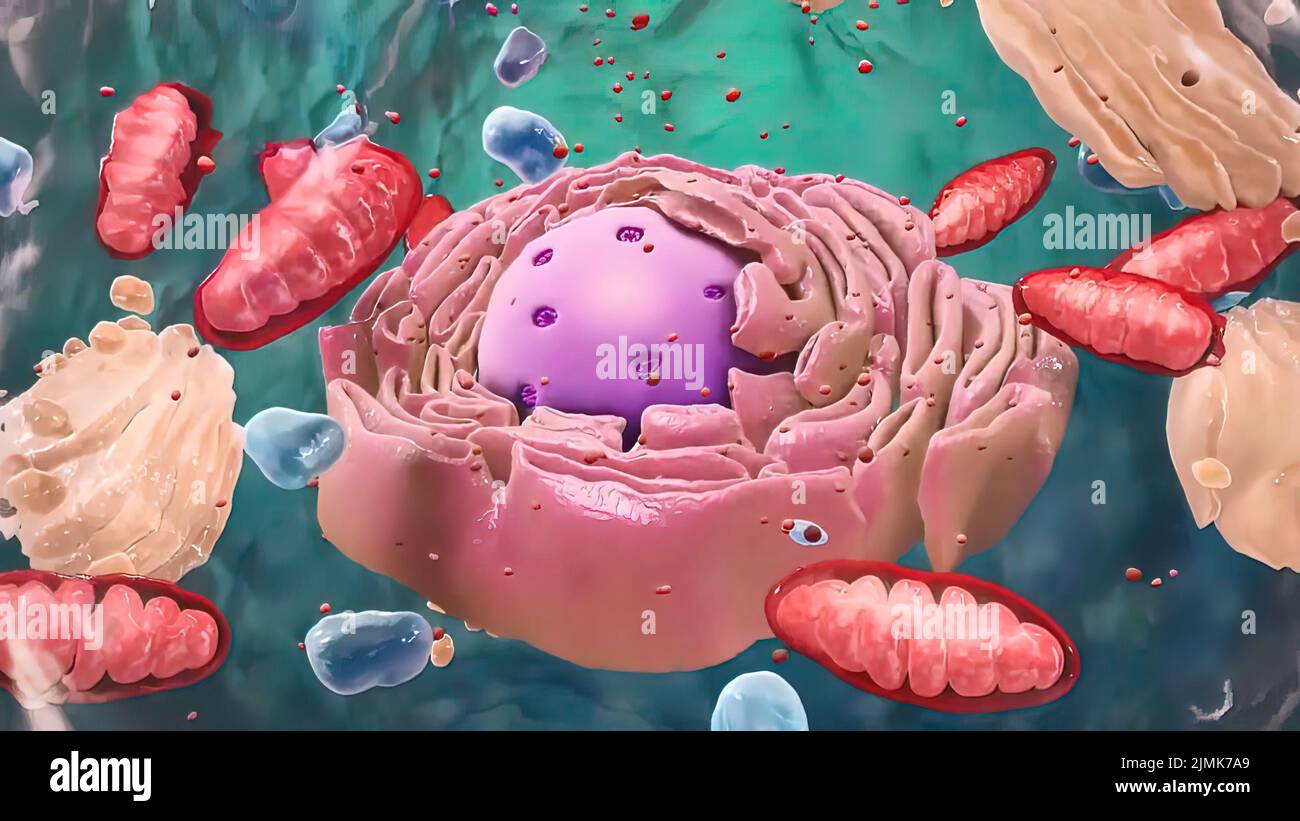 Components of Eukaryotic cell, nucleus and organelles and reticulum Stock Photo