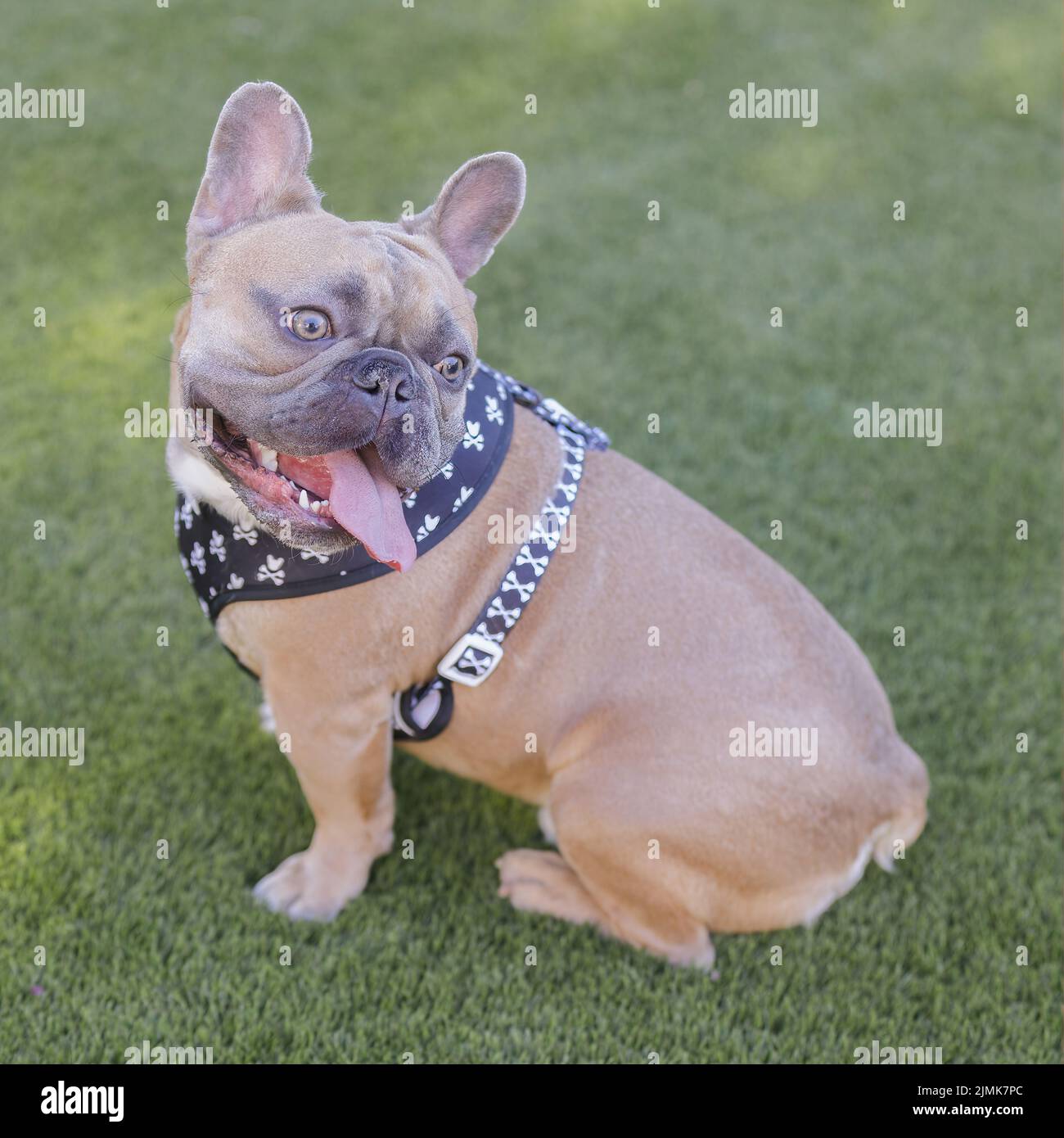 1-Year-Old Blue Fawn Male Frenchie Looking Back Panting. Off-leash dog park in Northern California. Stock Photo