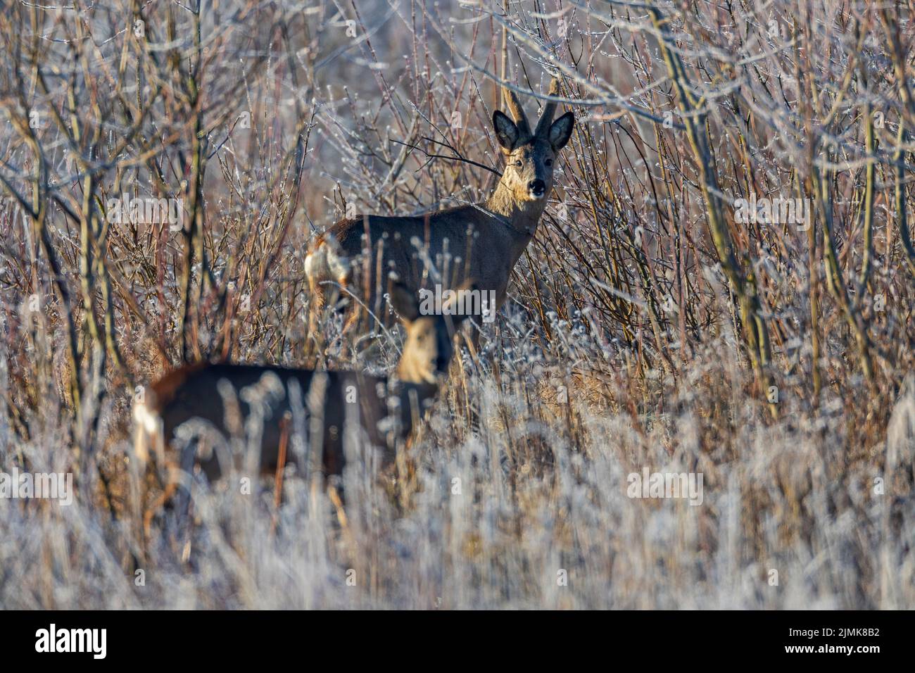Roebuck with velvet-covered antlers and a doe in early morning in hoarfrost landscape Stock Photo
