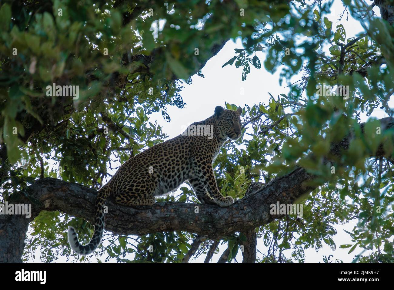 Leopard during sunset in The Klaserie Private Nature Reserve part of the Kruger national park in SOut Africa, Leopard during dus Stock Photo