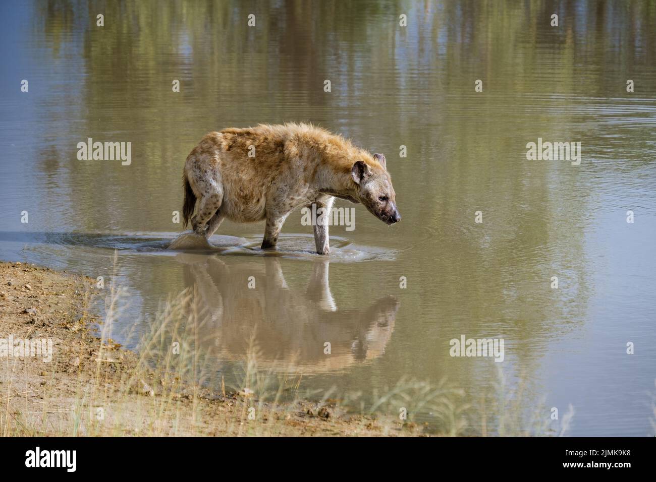 Pregnant Hyena, young hyena in Kruger national park South Africa, Hyena family in South Africa Stock Photo
