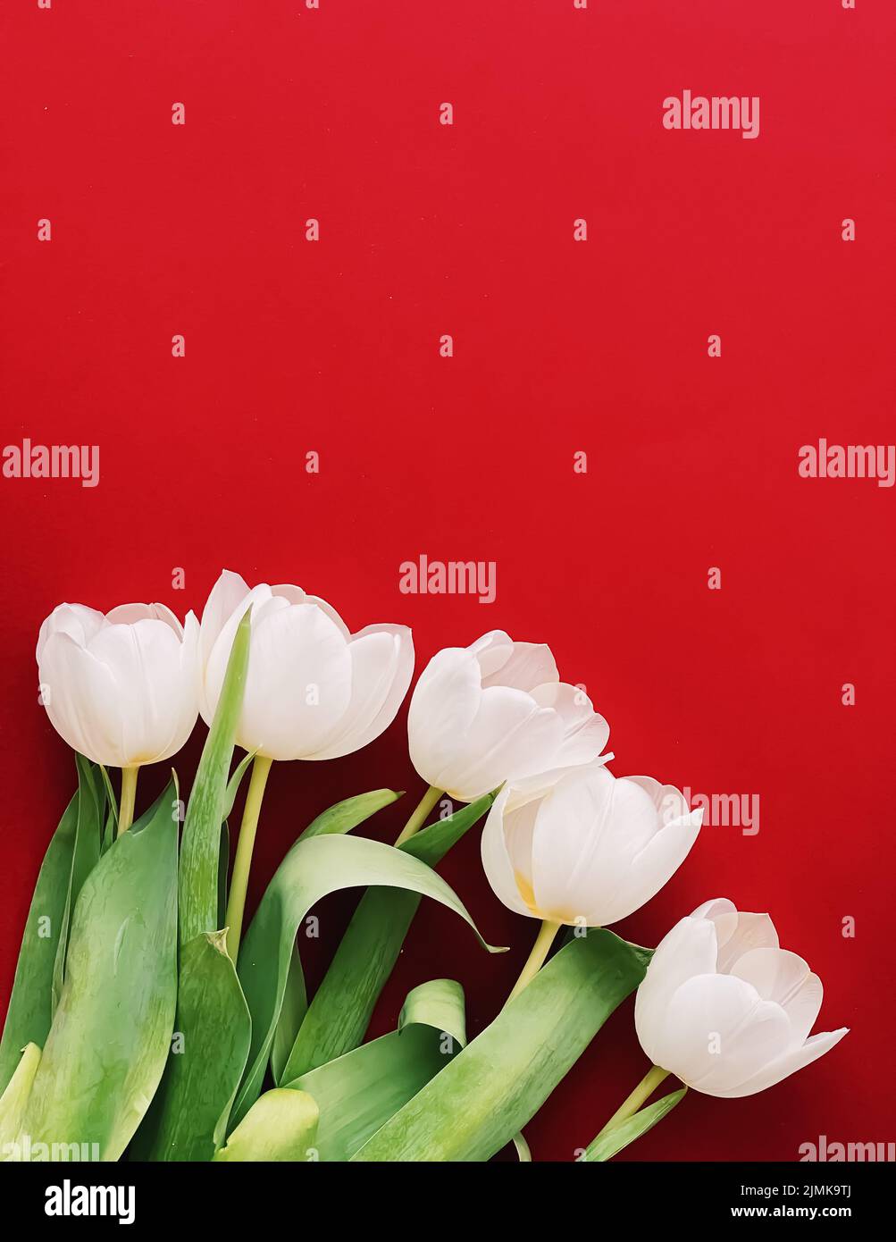 White tulips on red backdrop, beautiful flowers as flatlay background, floral Stock Photo