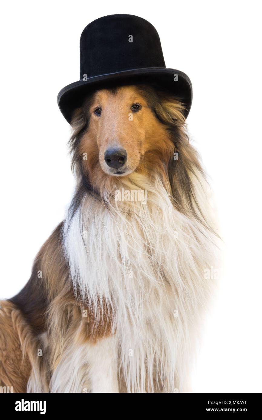 Portrait of a rough collie dog with black top hat Stock Photo