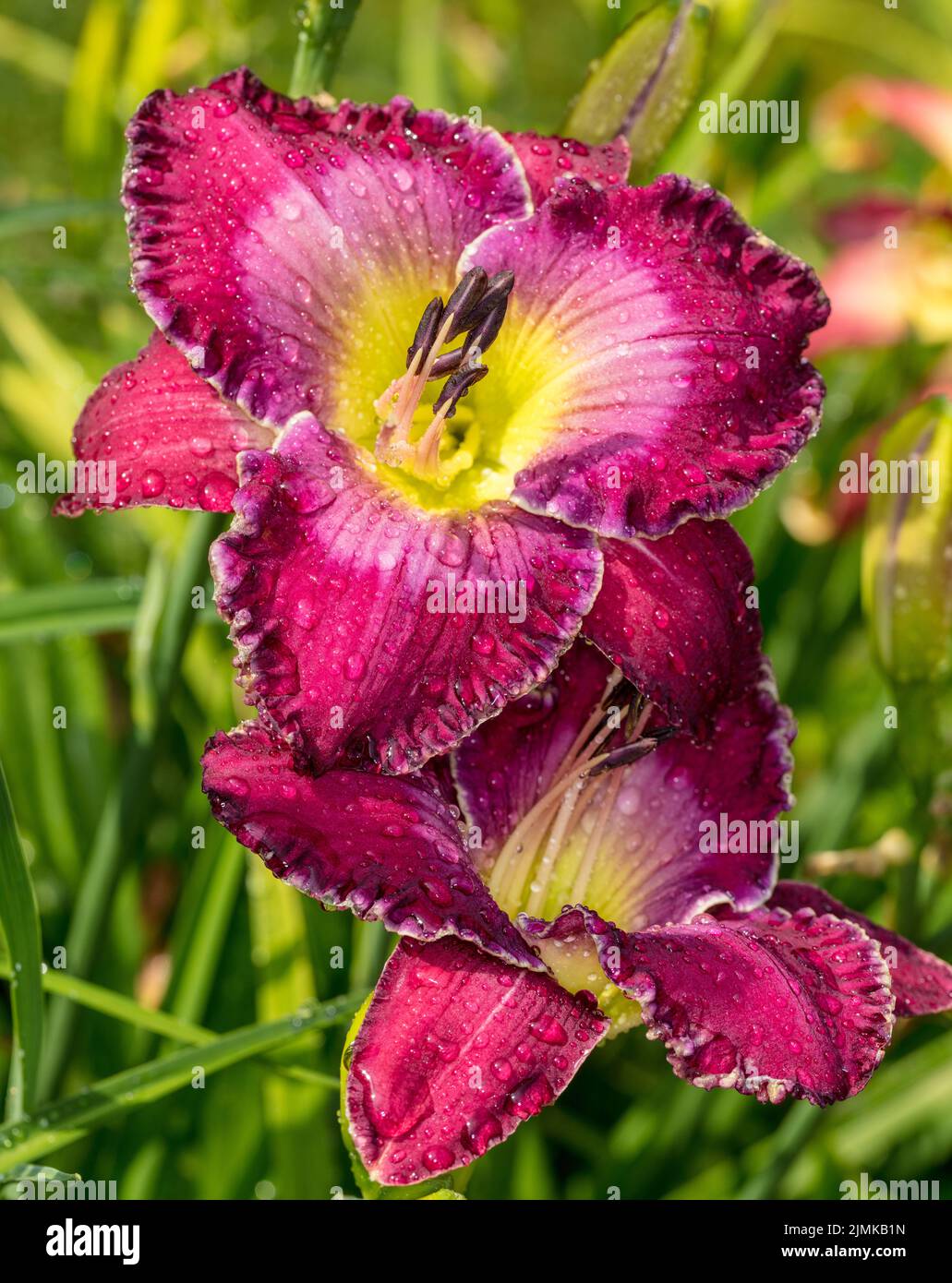 'Arabian Magic' Daylily, Daglilja (Hemerocallis) Stock Photo