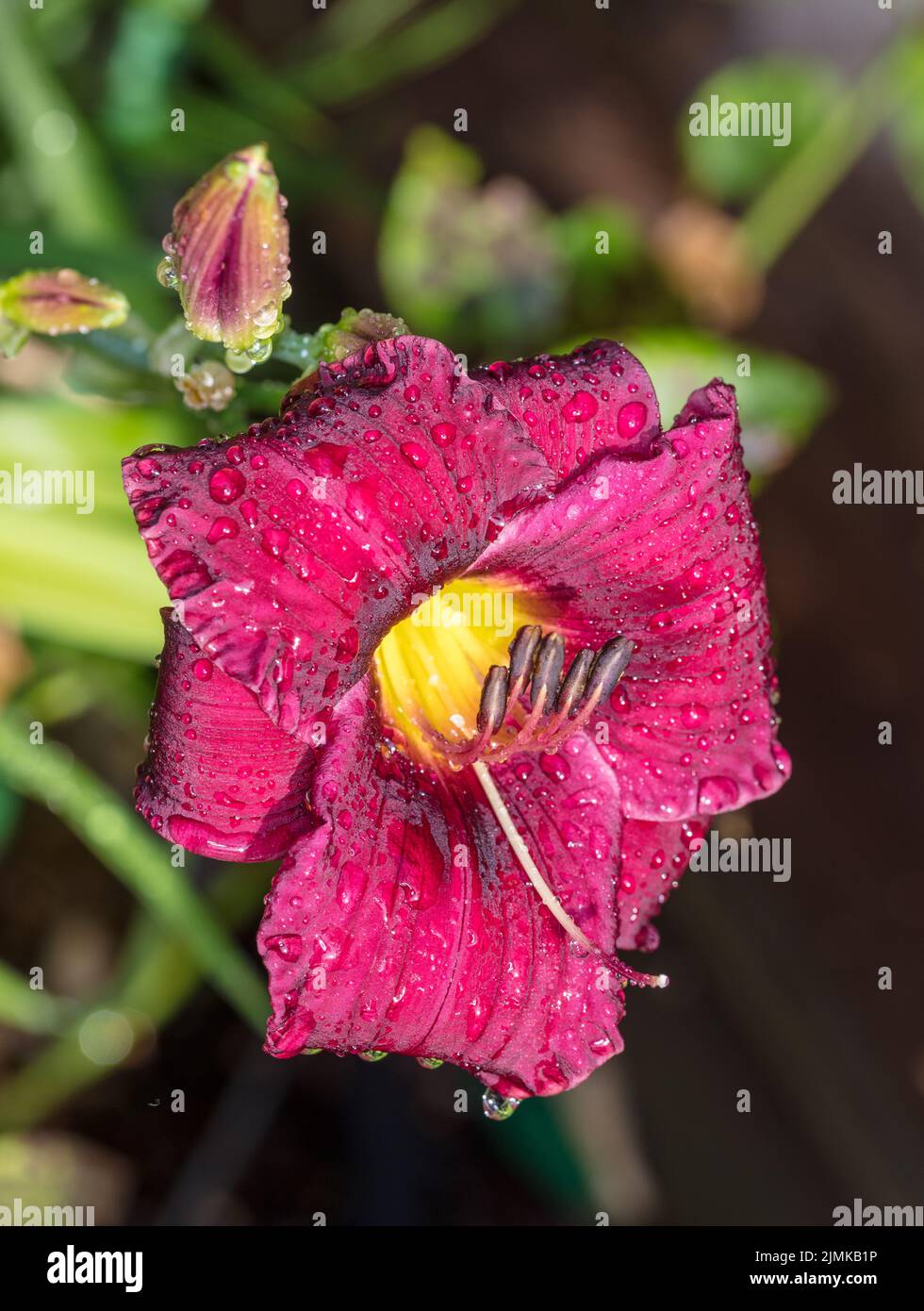 'Purple Rain' Daylily, Daglilja (Hemerocallis) Stock Photo