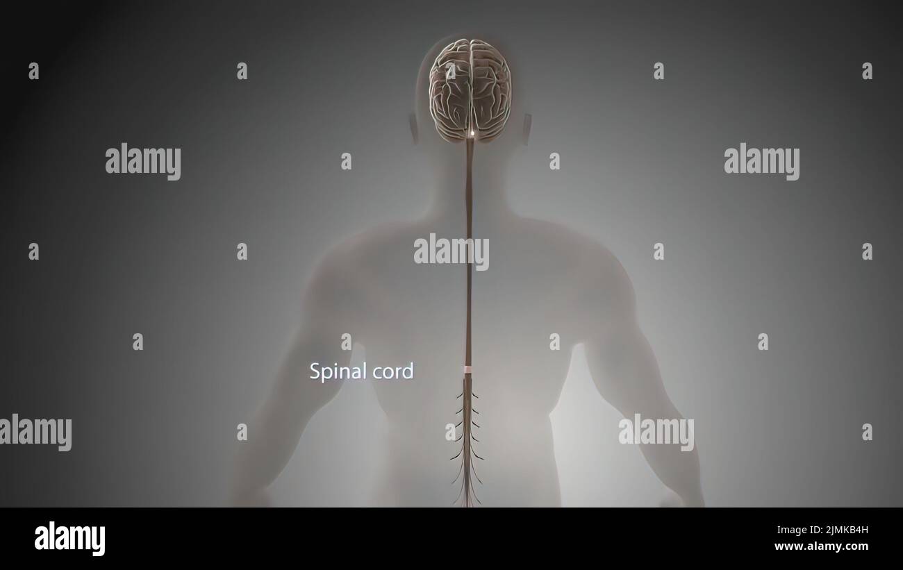 Nerve cell from spinal cord hi-res stock photography and images - Alamy