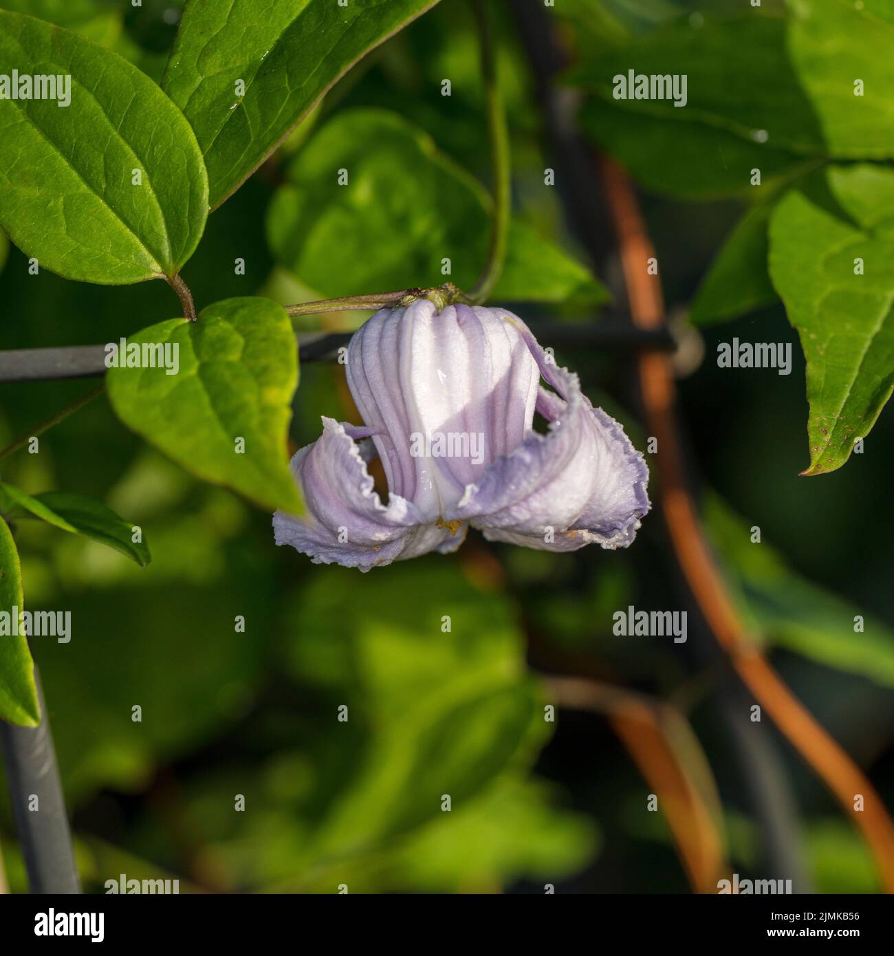 'Crispa Angel' Vasevine, Urnklematis (Clematis viorna) Stock Photo