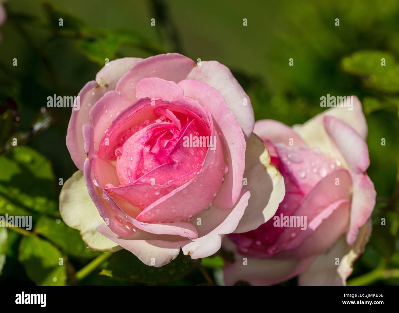 'Eden Rose, MEIviolin, Pierre de Ronsard, Eden Rose 85' Climbing Rose, Klätterros (Rosa) Stock Photo