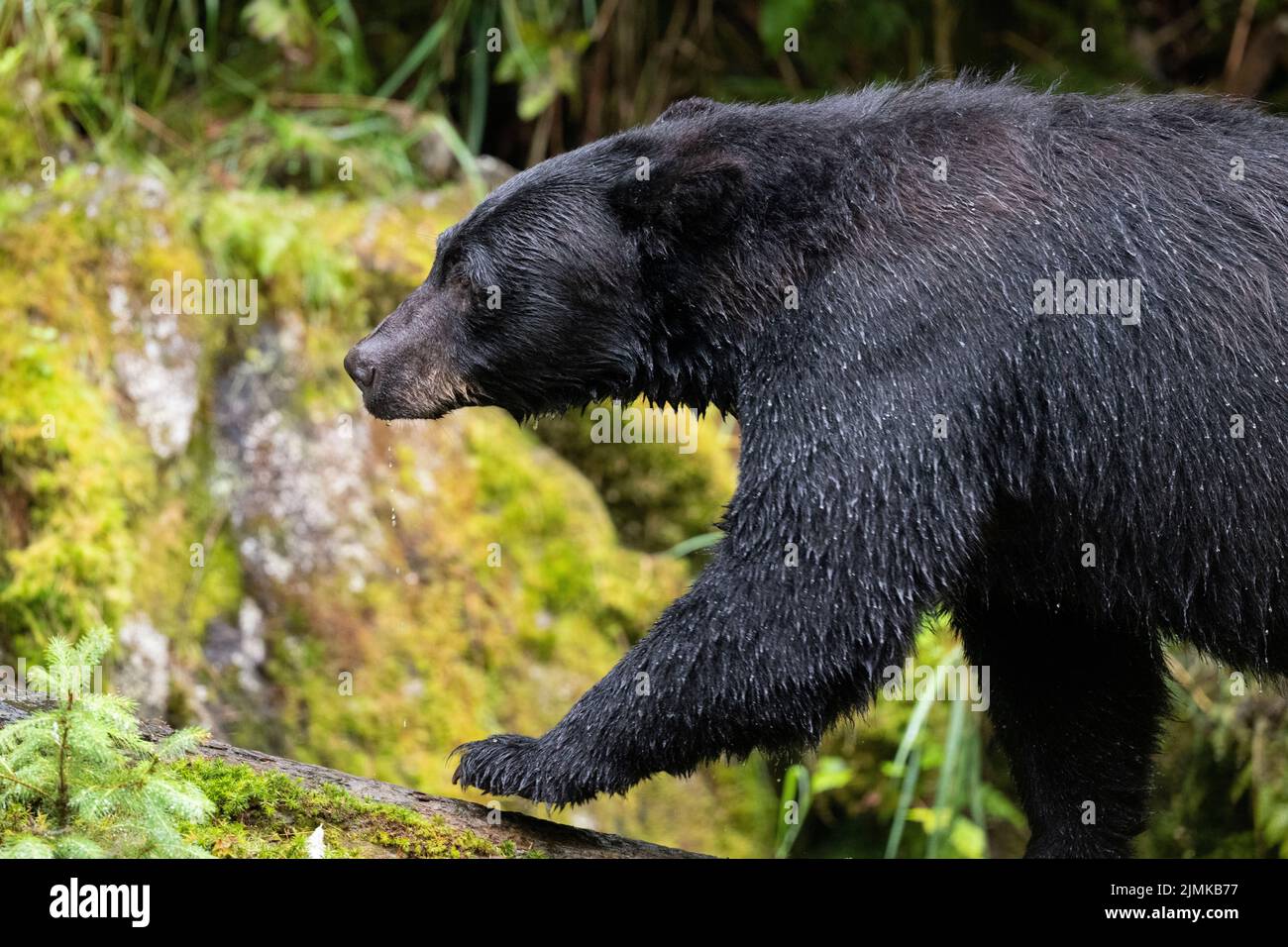 Alaska, Tongass National Forest, Anan Creek. American black bear (WILD: Ursus americanus) in wilderness forest habitat. Stock Photo