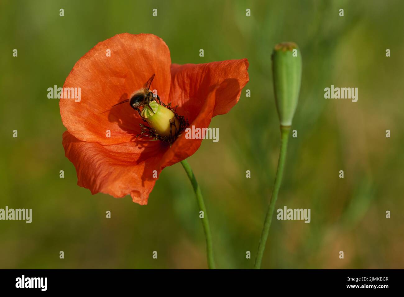 Common poppy Stock Photo