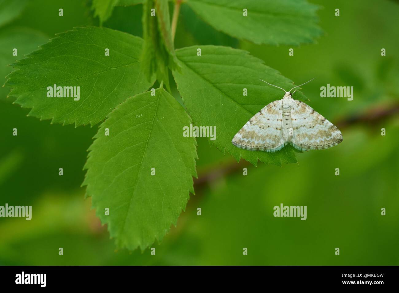 Grass rivule hi-res stock photography and images - Alamy