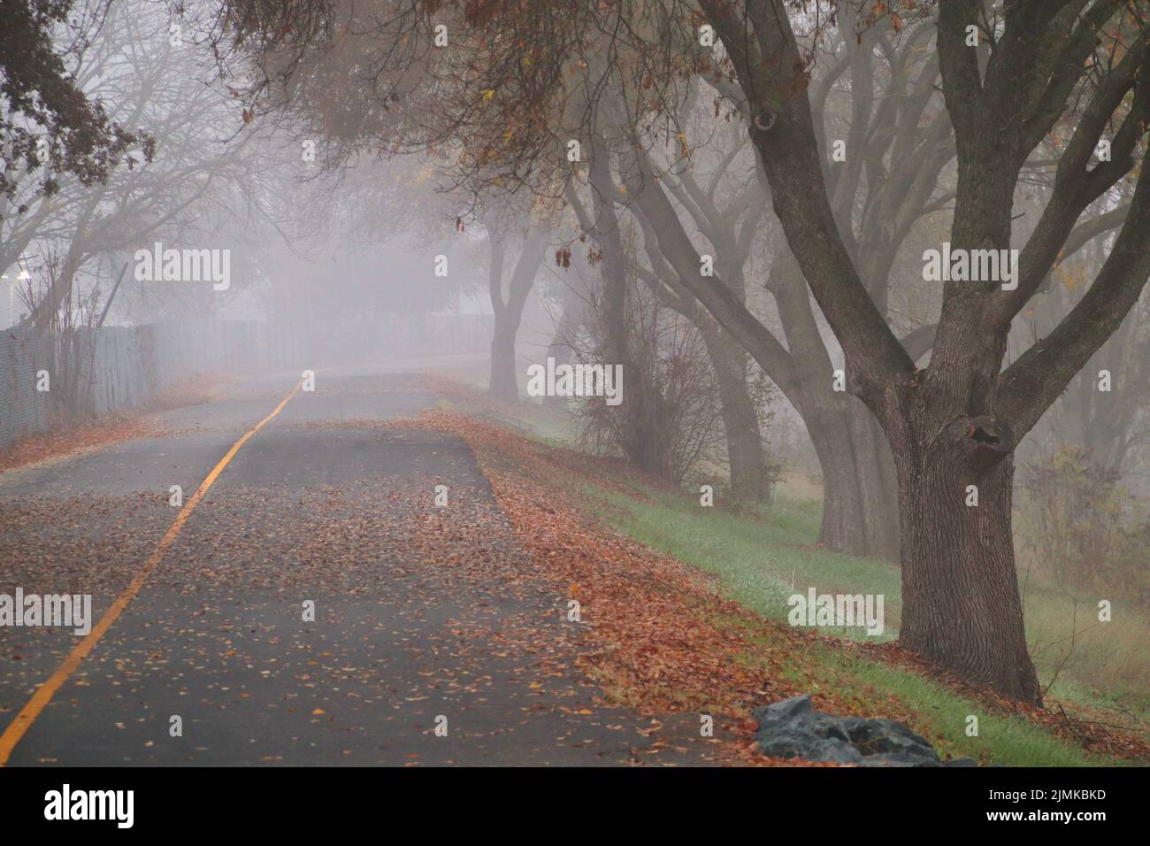 A beautiful and empty road with fallen leaves and deciduous trees on a ...
