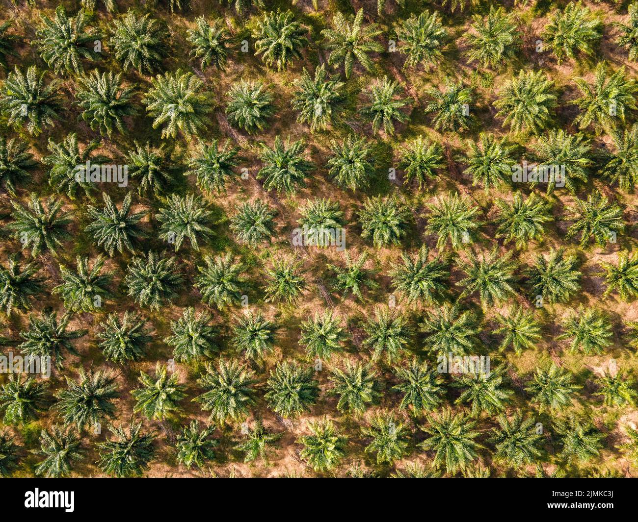 Aerial land palm oil hi-res stock photography and images - Alamy