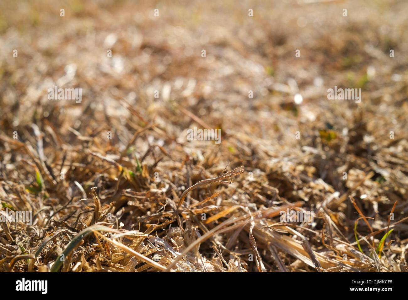 Dry grass, dry lawn, drought Stock Photo