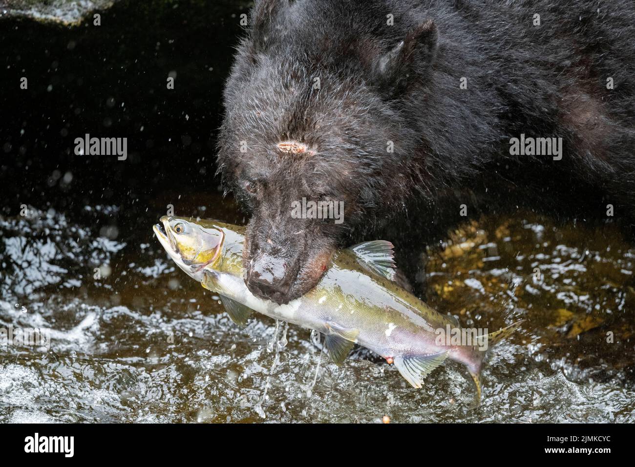 Alaska, Tongass National Forest, Anan Wildlife Refuge. American black bear (WILD: Ursus americanus) catching salmon in river. Stock Photo