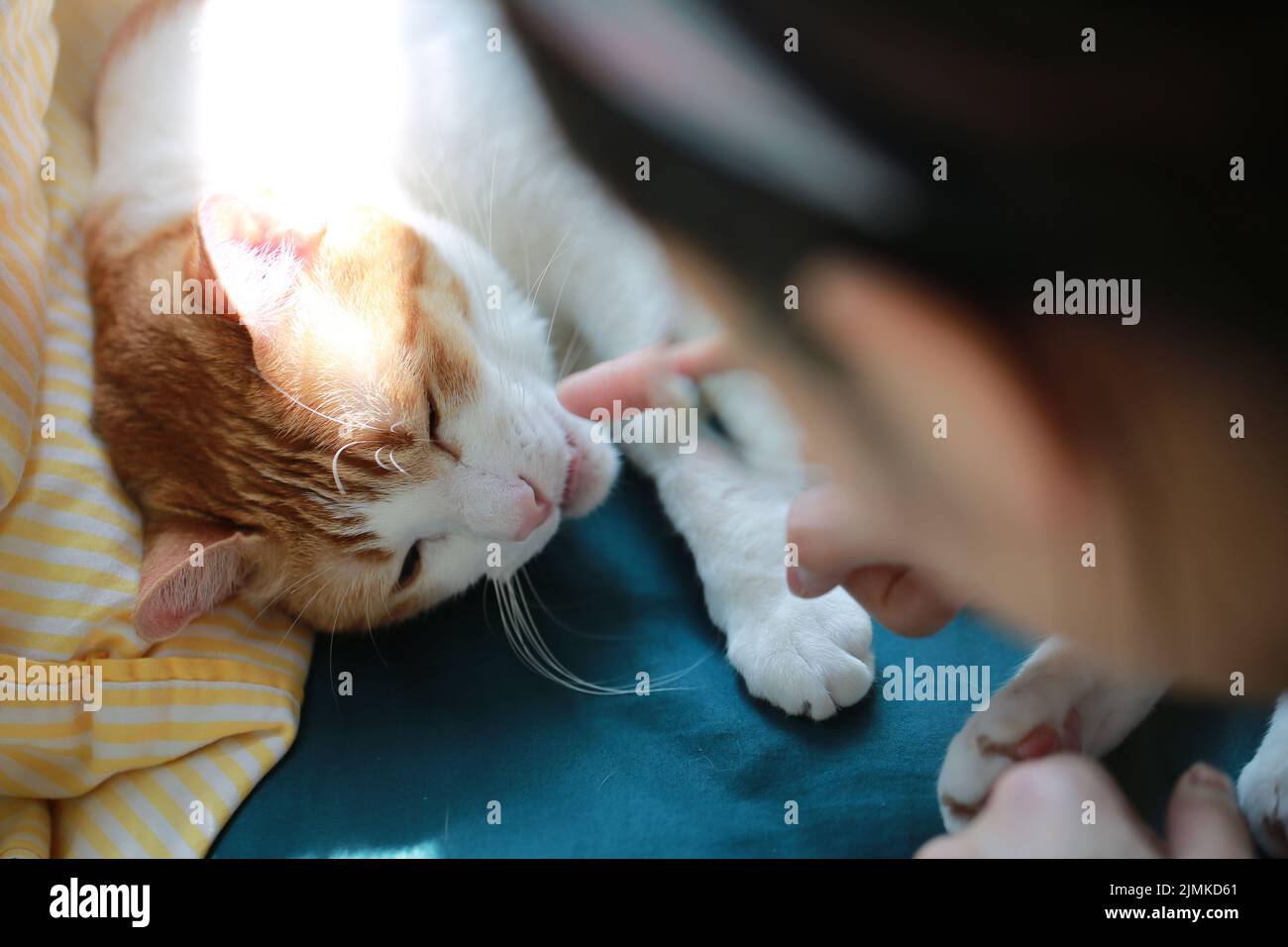 pet owner take care her cat Stock Photo