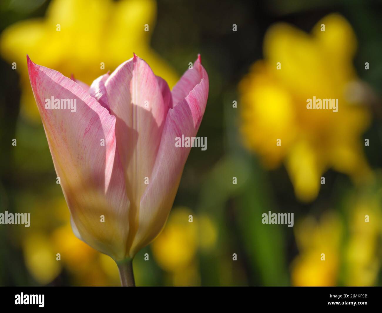 Tulip in the garden Stock Photo - Alamy