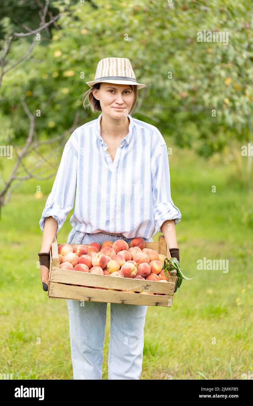 Happy woman farmer gardening in her orchard, holding freshly harvested peaches in plastic wooden box Stock Photo