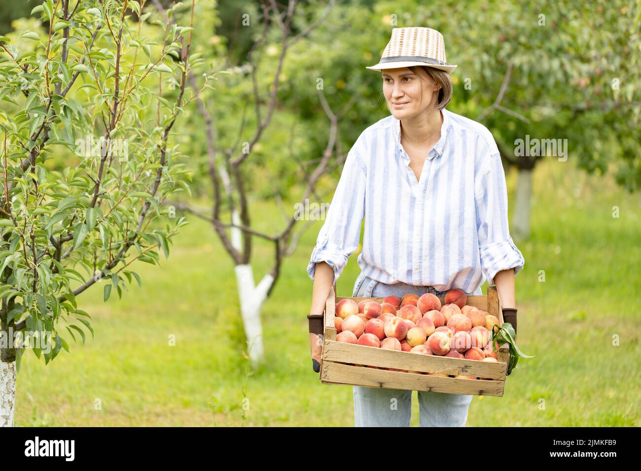 Happy woman farmer gardening in her orchard, holding freshly harvested peaches in plastic wooden box Stock Photo