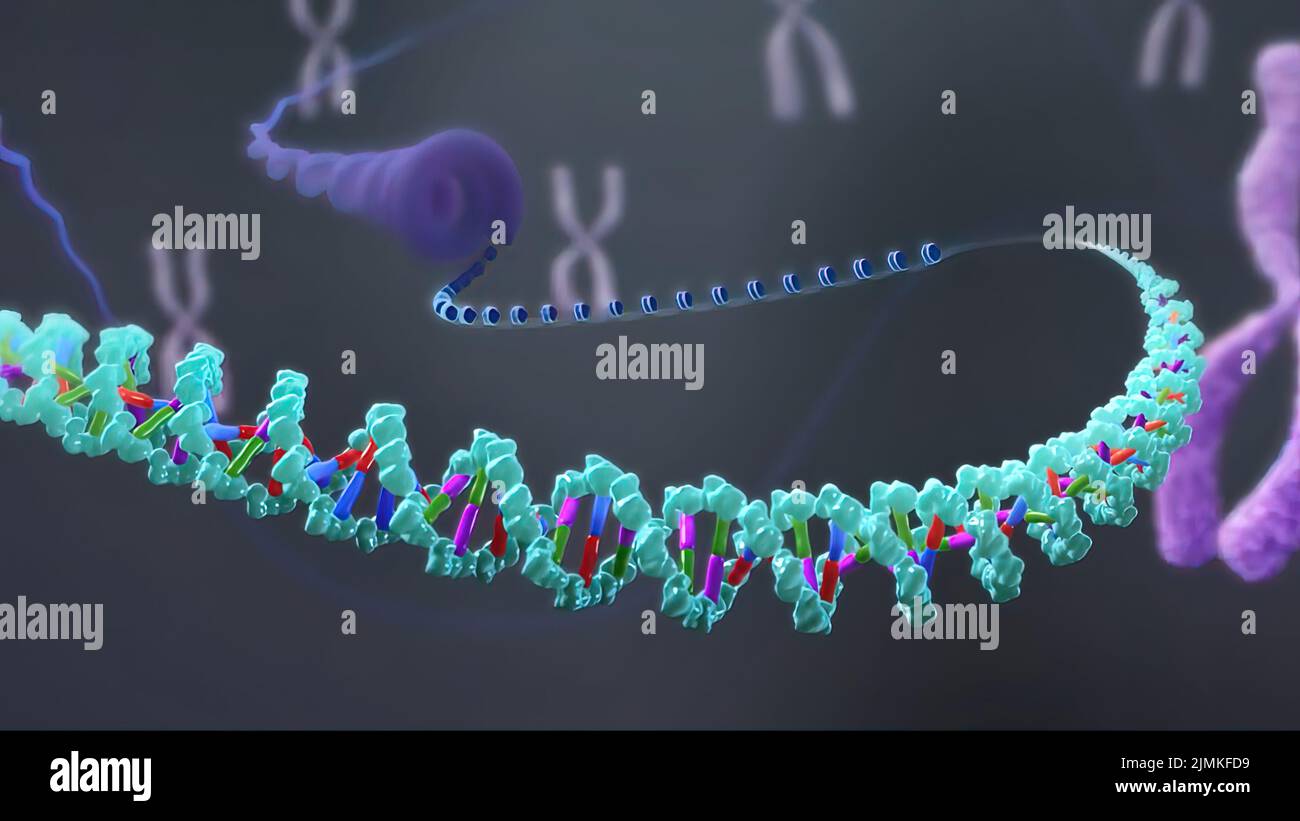 Telomerase hi-res stock photography and images - Alamy
