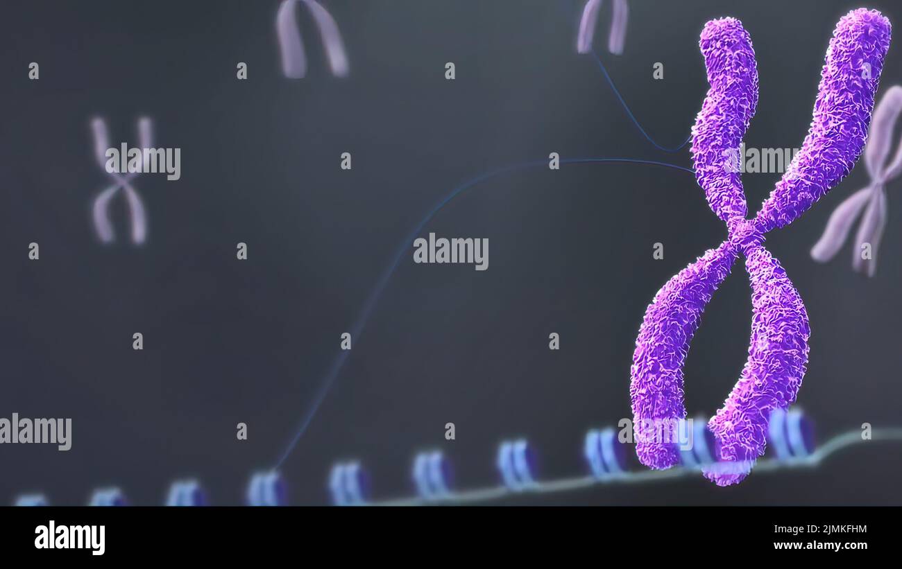 Chromosome chromatin human hi-res stock photography and images - Alamy