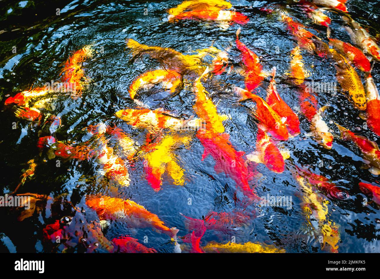 Koi Fish swimming in a circle in small pond in Vietnam. Stock Photo