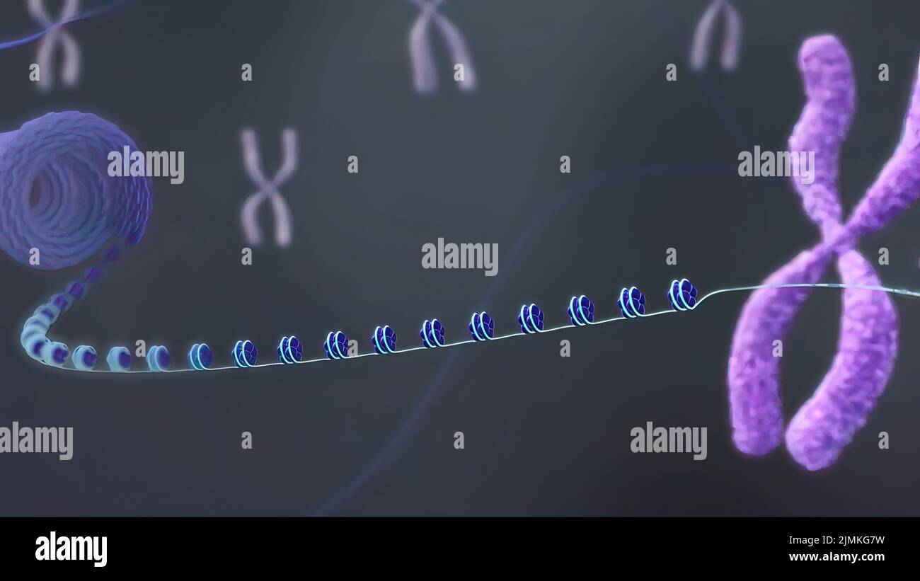 Chromosome chromatin human hi-res stock photography and images - Alamy