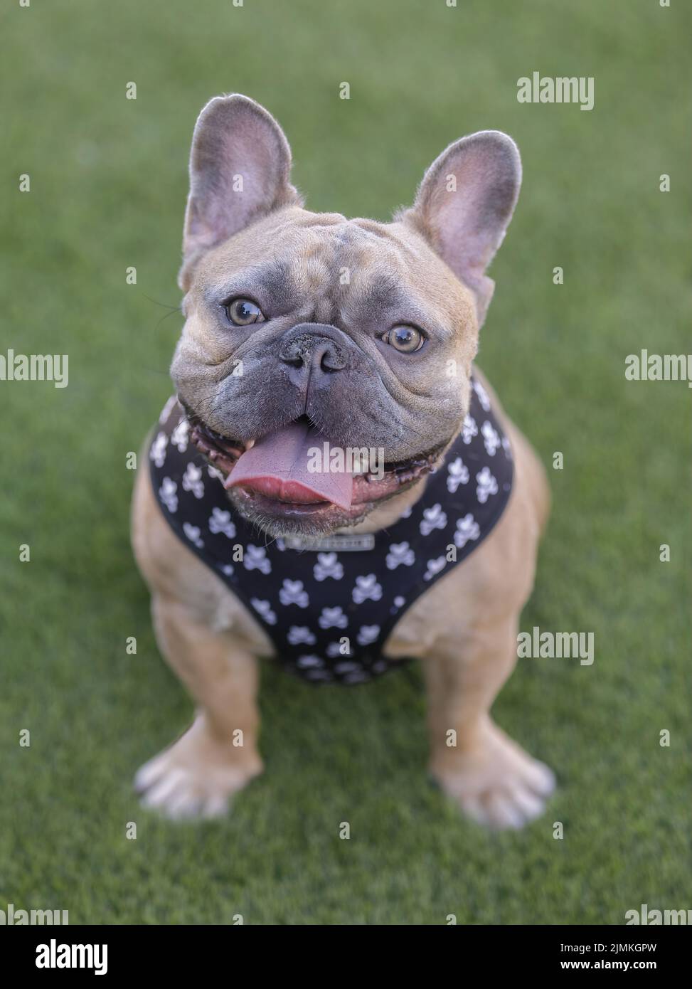 1-Year-Old Blue Fawn Male Frenchie Sitting and Panting with Tongue Sticking Out. Off-leash dog park in Northern California. Stock Photo