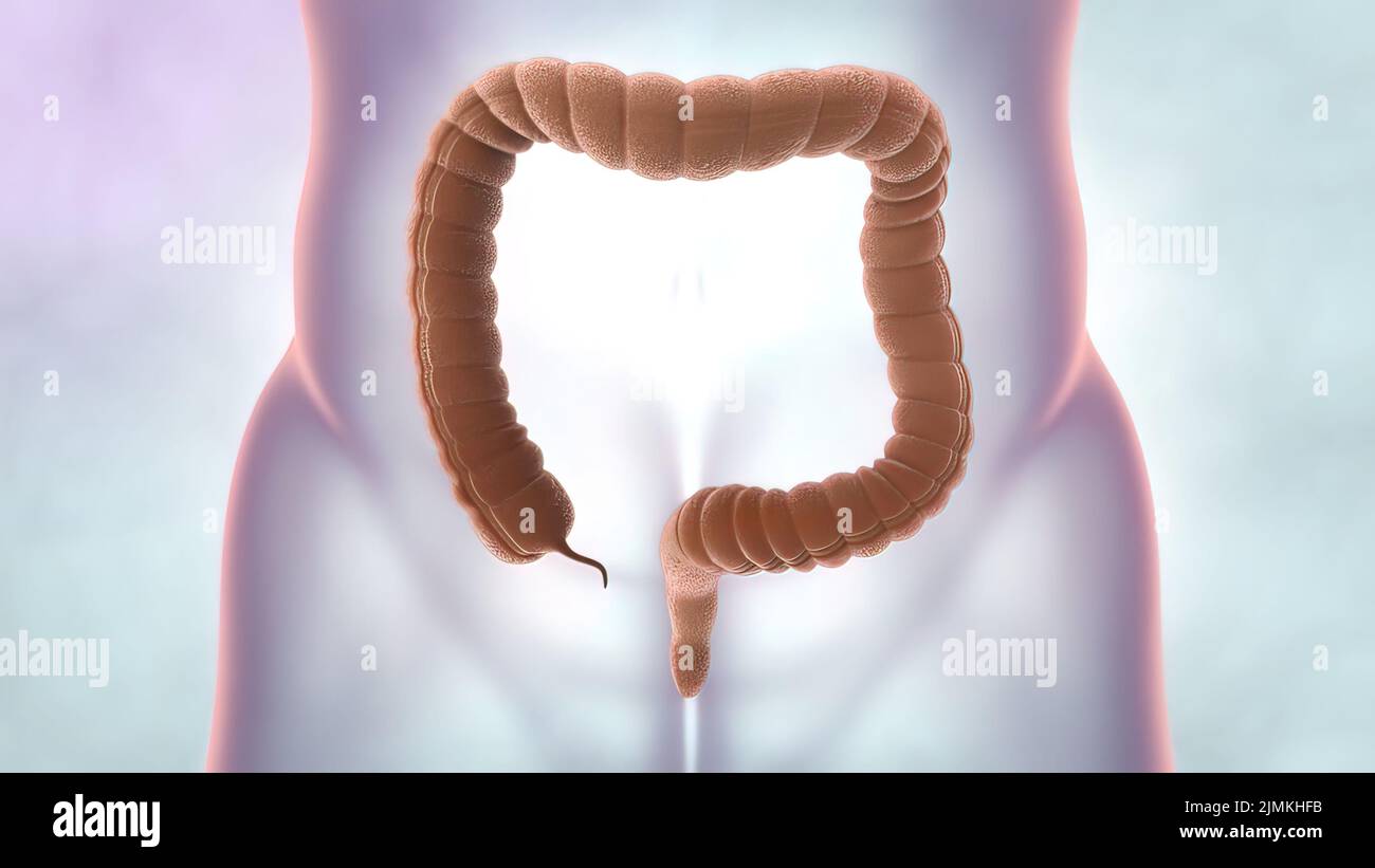 Human organs artwork hi-res stock photography and images - Alamy