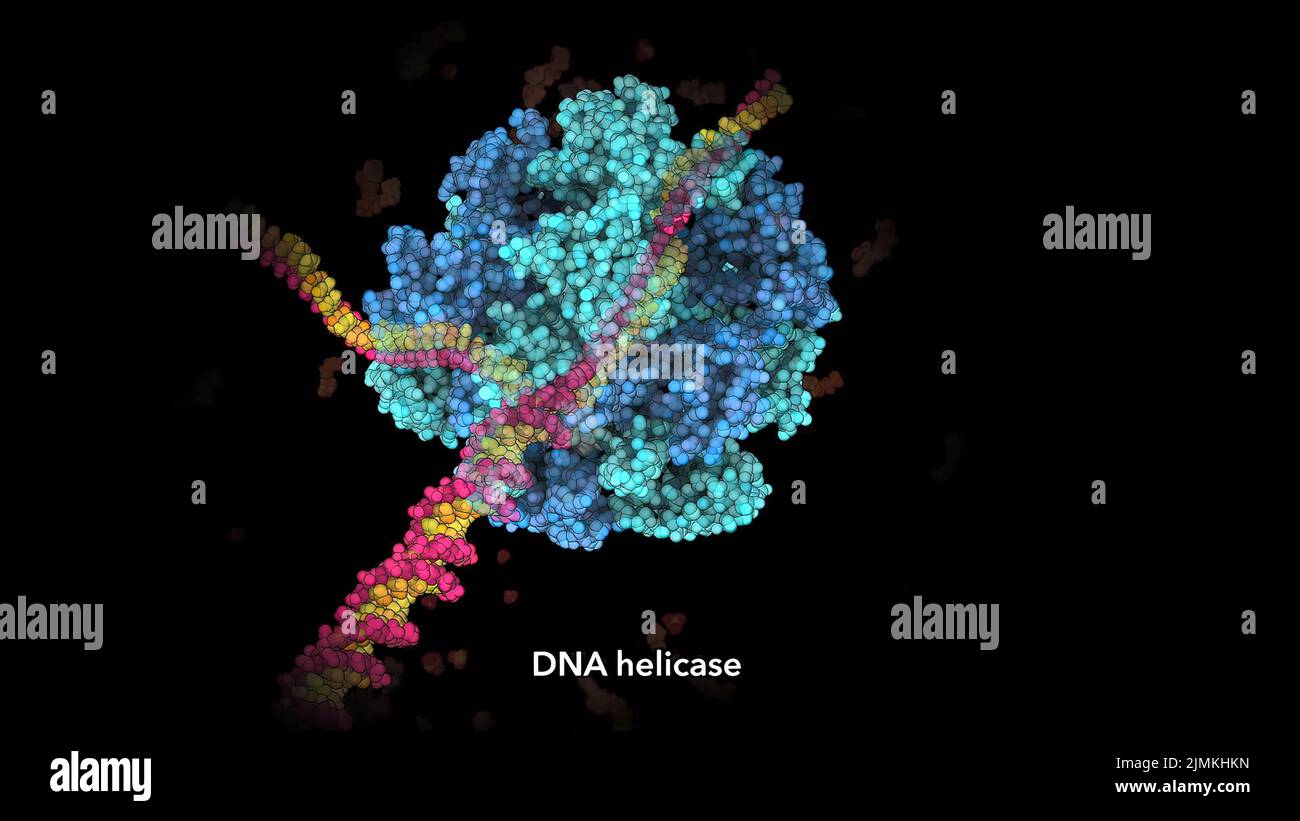 Double helix structure of the dna molecule hires stock photography and