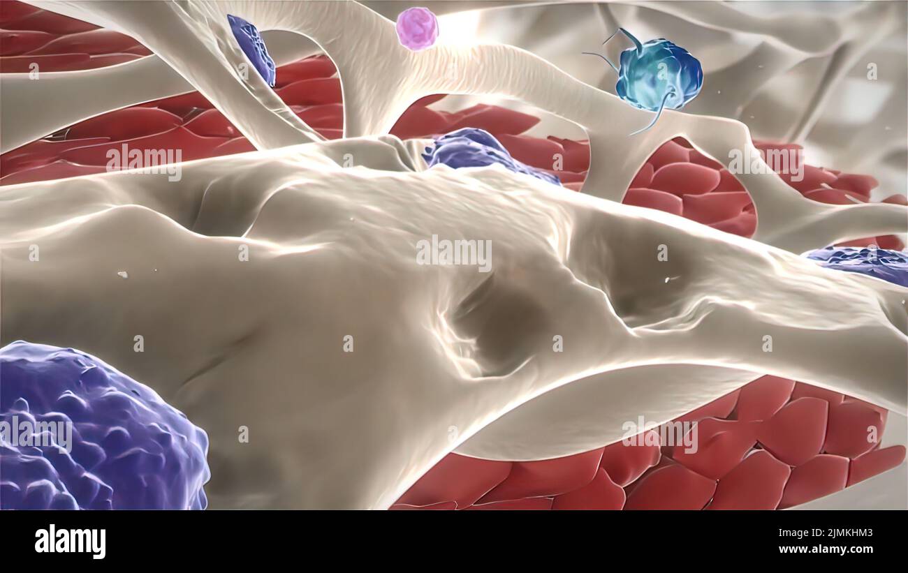 Histology of bone hi-res stock photography and images - Alamy