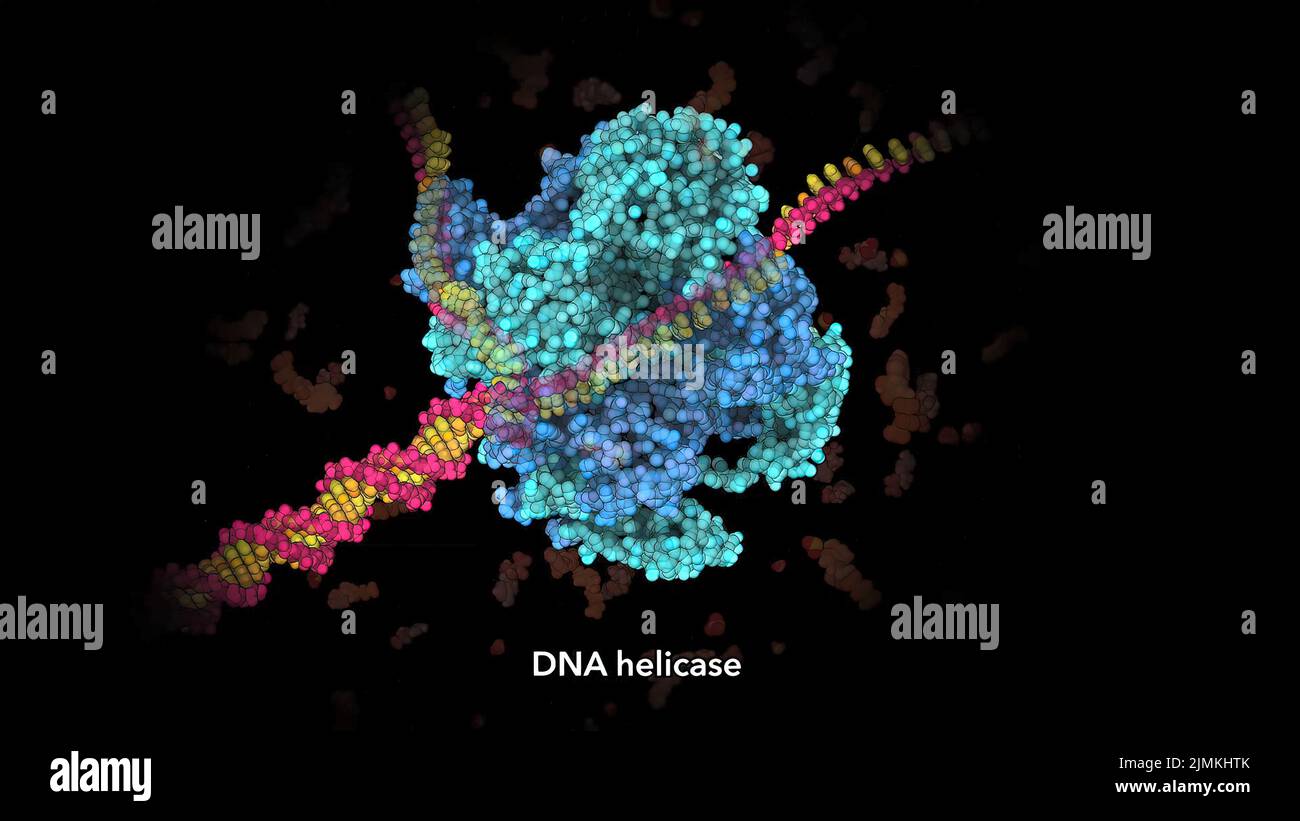 DNA Helicase, Enzymes that separate two strands of a DNA double helix
