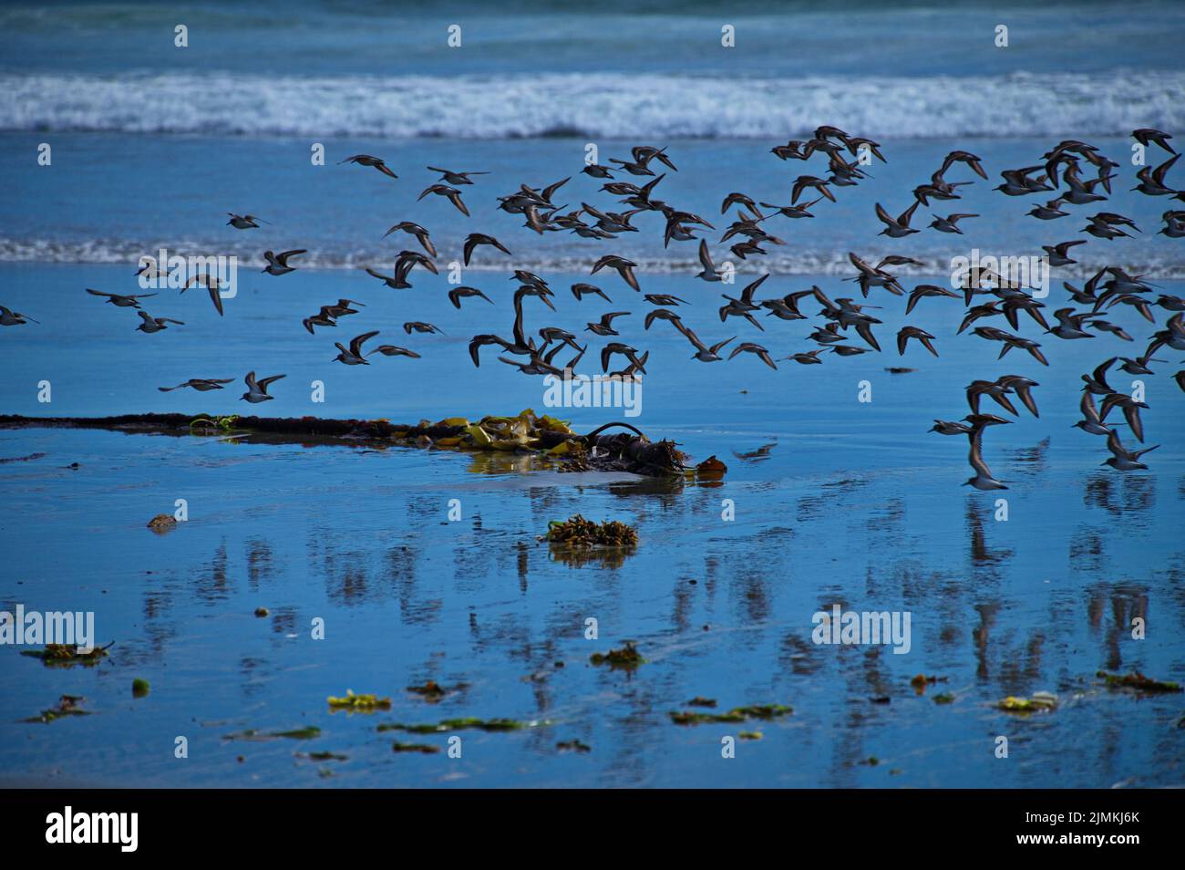 Flock of birds flying above the sandy beach Stock Photo Alamy