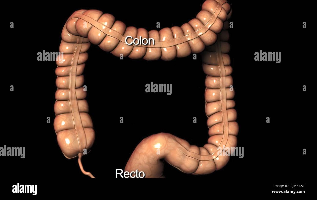 Human digestive system intestines hires stock photography and images