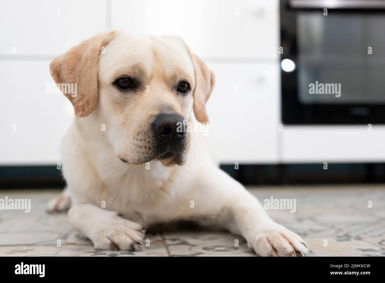 Cute labrador retriever dog lying on floor indoors Stock Photo - Alamy