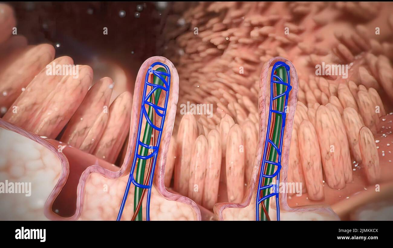 Intestines in the depth of the villi of the convoluted area with carbohydrate molecules Stock Photo