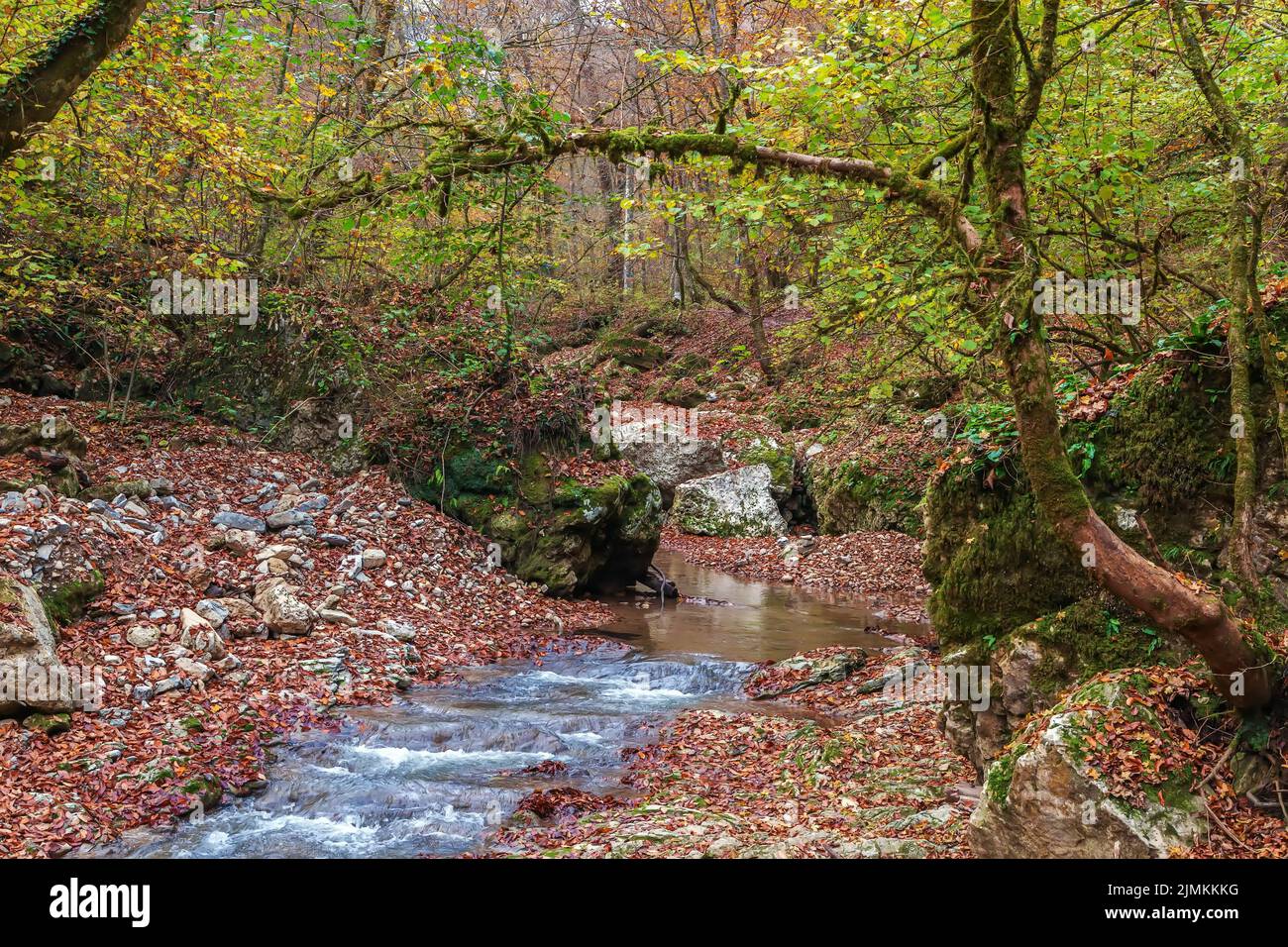 Stream water flowing forest hi-res stock photography and images - Alamy
