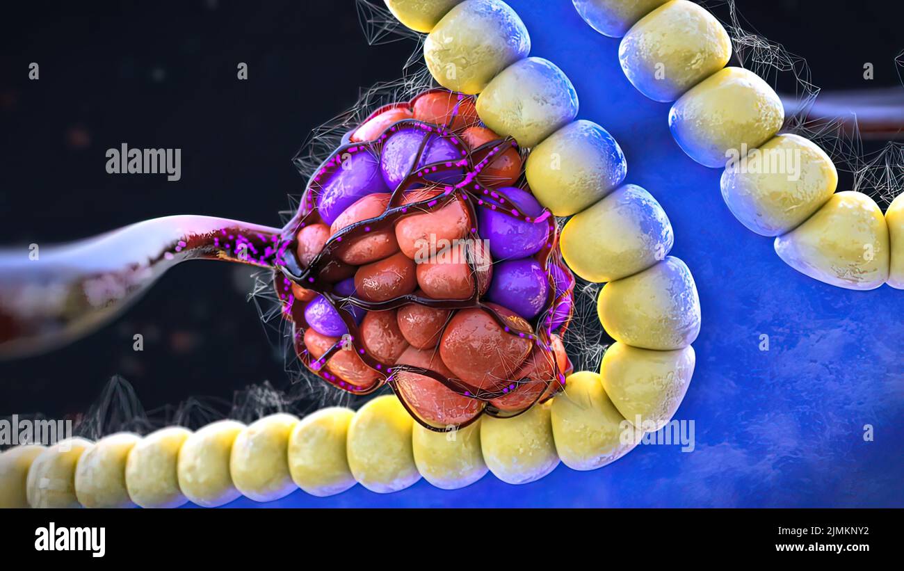 Anterior pituitary cells hi-res stock photography and images - Alamy